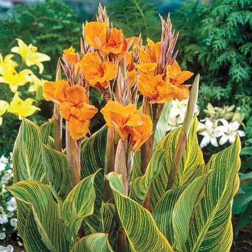canna lily
