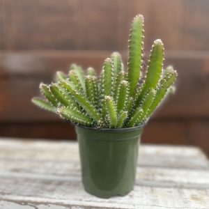 Dragon Fruit Cactus in growers pot