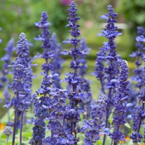 Salvia - Growers Choice (6" pot)