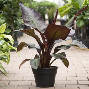 Banana Plant (6" pot)