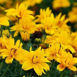 6" Bidens - Pack 3 ONLY AVAILABLE IN STORE
