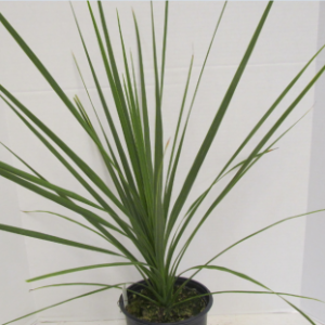 Dracaena Spike (6" pot)
