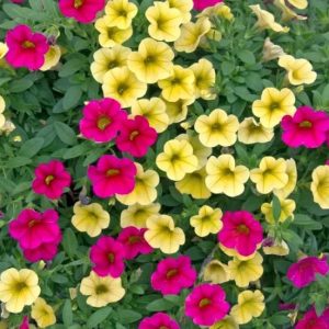 Million Bells Wall bag