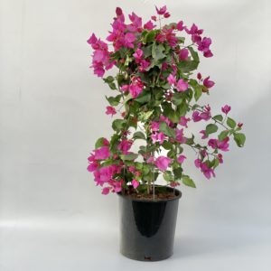bougainvillea plant