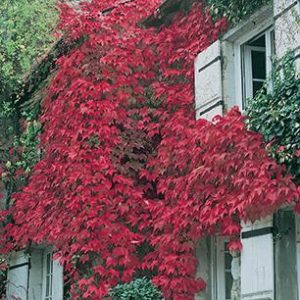 Boston Ivy 2gal