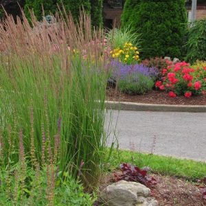 Ornamental Grass - Calamagrostis Karl Foerster