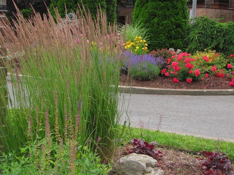 Ornamental Grass - Calamagrostis Karl Foerster