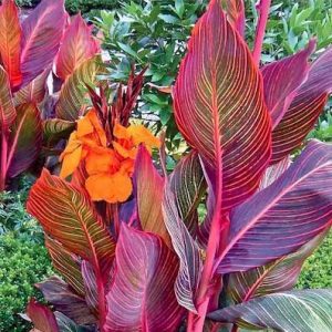 Tropical Canna Lily (6" pot) - Growers Choice