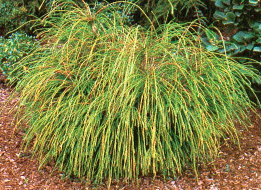 Cedar Whipcord 3gal 30cm