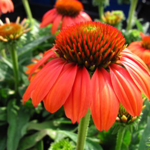 coneflower red
