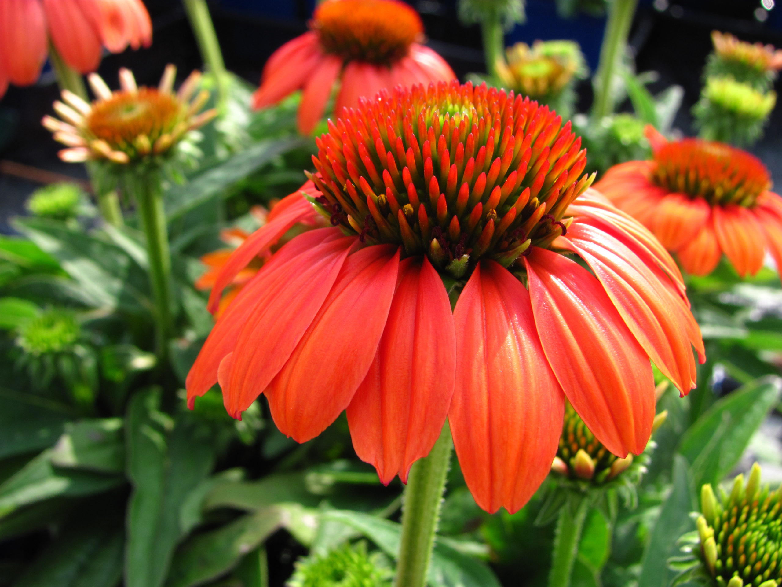 coneflower red