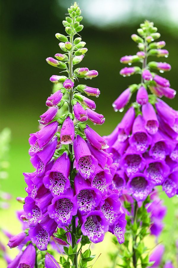 Foxglove assorted 2gal ON SALE