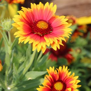 Gaillardia 1gal