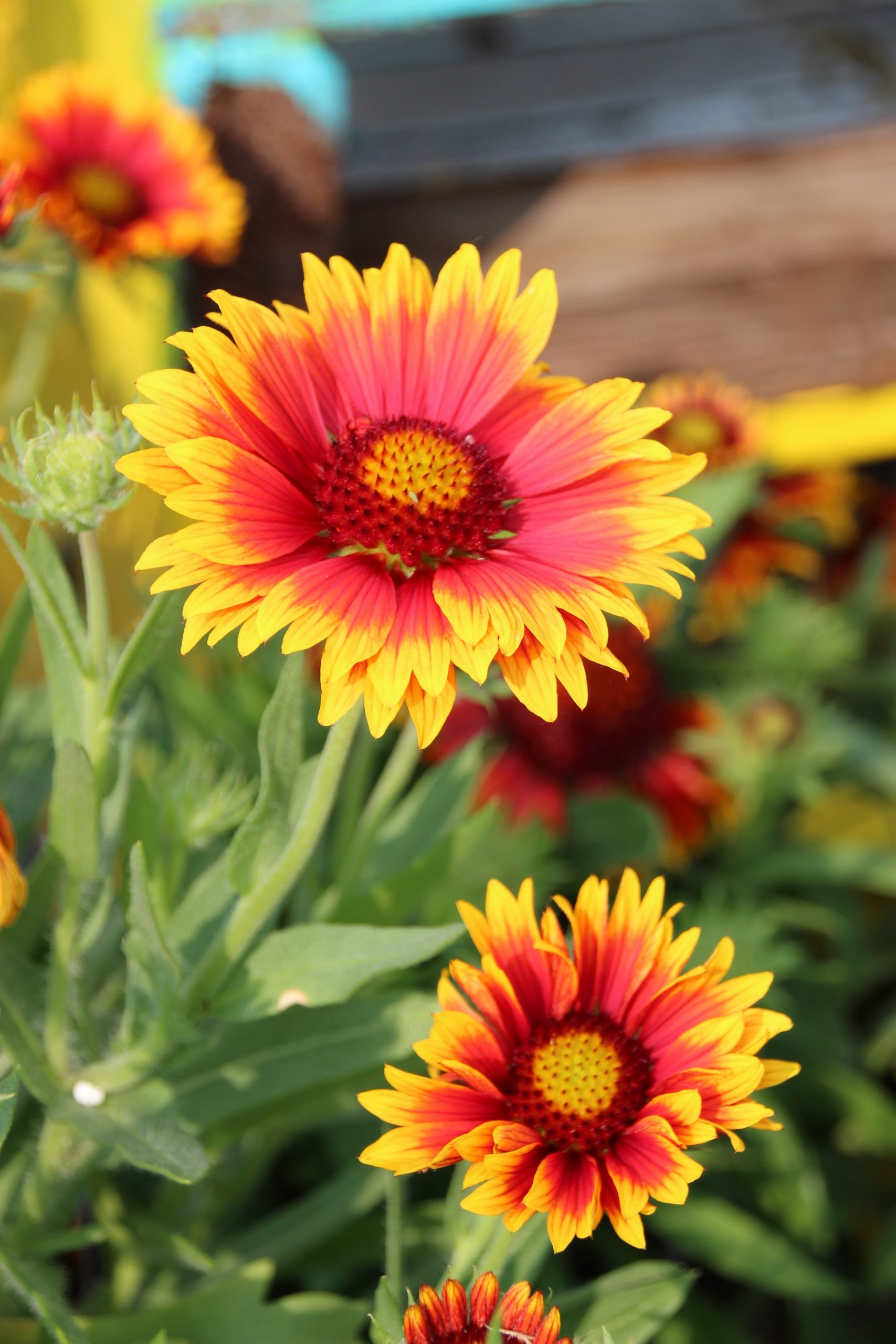 Gaillardia 1gal