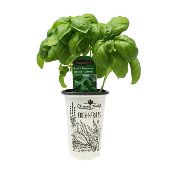 Herbs-Basil-Genovese