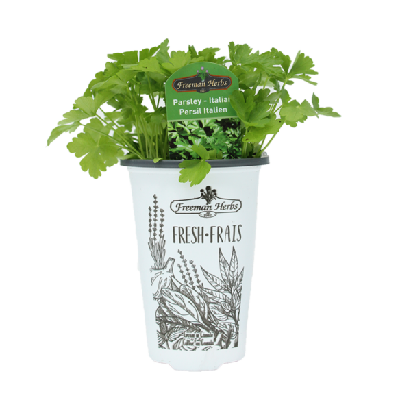 Herbs Parsley Italian