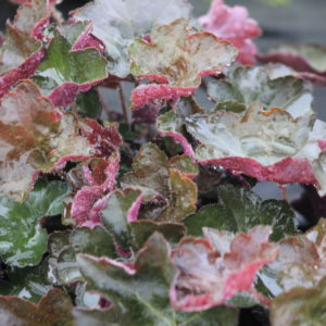 heuchera palace purple