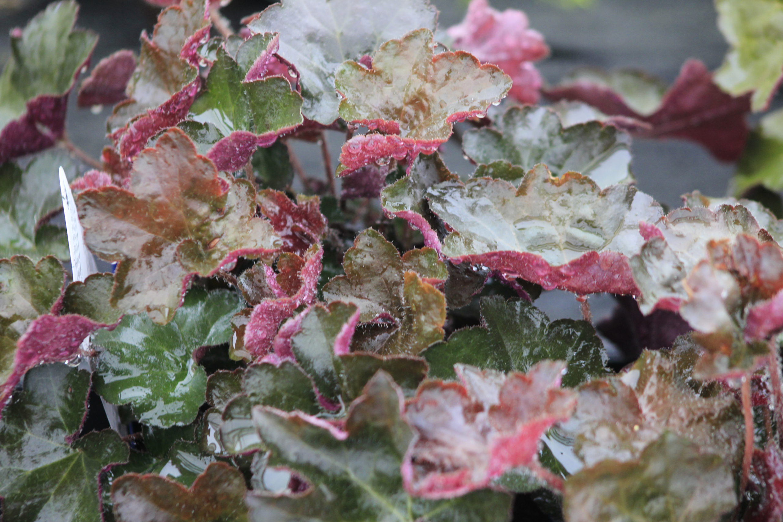 heuchera palace purple