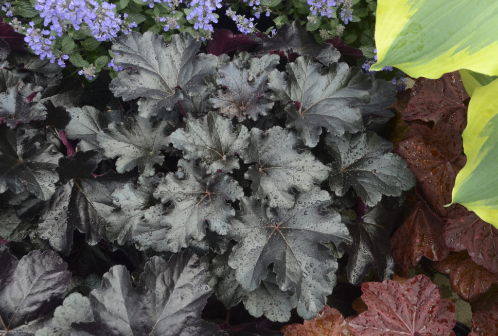 perennial heuchera black pearl