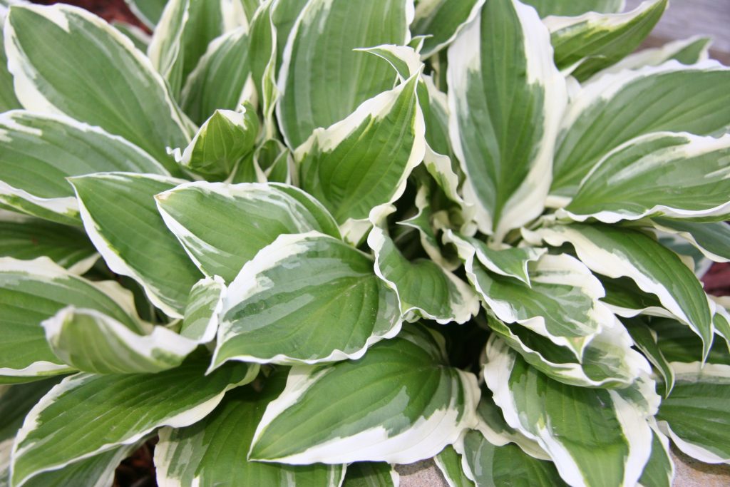 Hosta Patriot 1gal