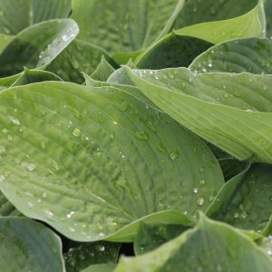 Hosta Elegans 1gal