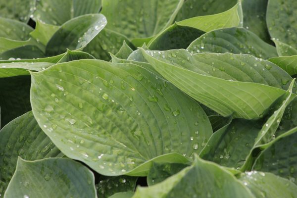 Hosta Elegans 1gal