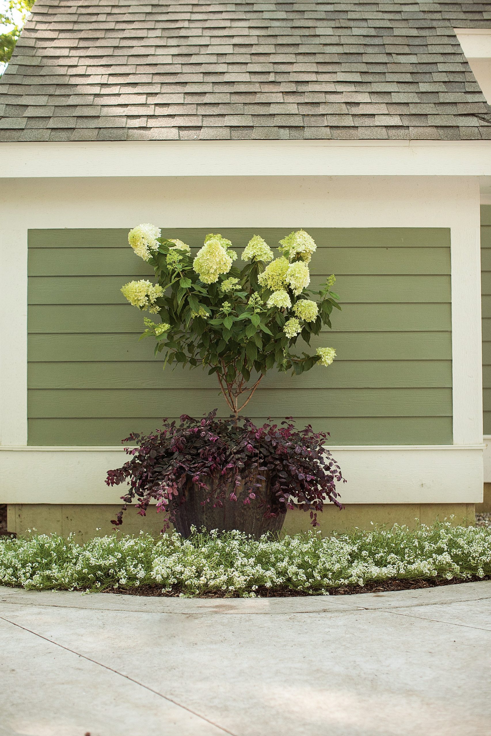 Hydrangea Standard (Tree form) 'Little Lime' 5 Gal