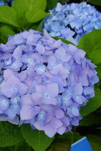 Hydrangea mac. Endless Summer 3gal