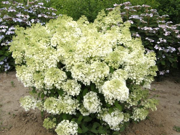 hydrangea pan bobo