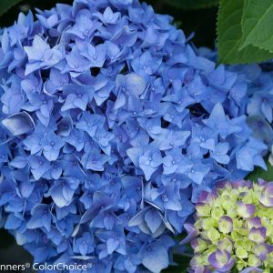 Hydrangea Let's Dance Rhythmic Blue PW 2gal AVAILABLE ONLY IN STORE - ON SALE