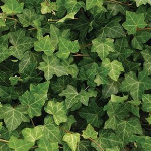Baltic Ivy 2gal