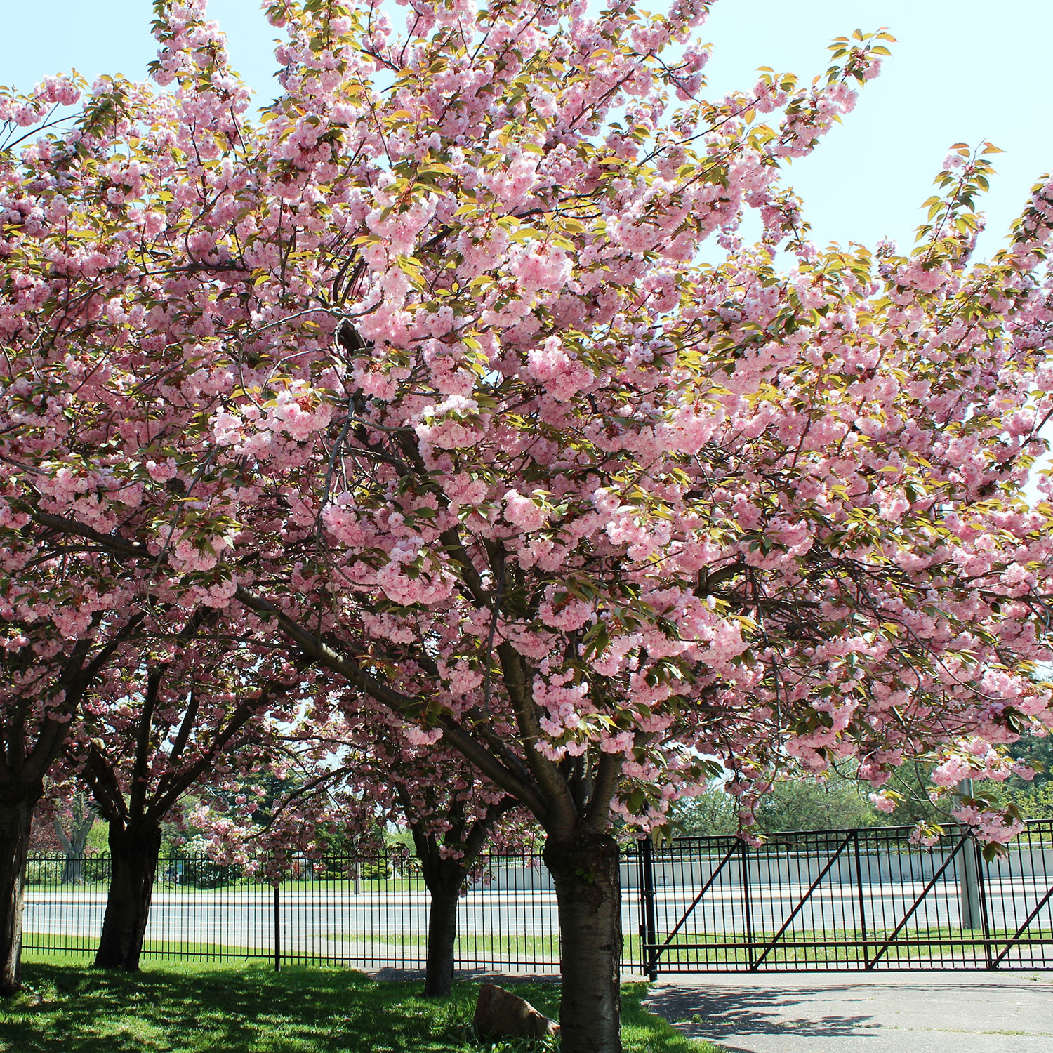 Flowering Cherry Kwanzan