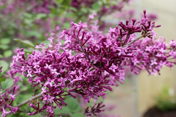 Bloomerang Lilac 2gal ONLY AVAILABLE IN STORE