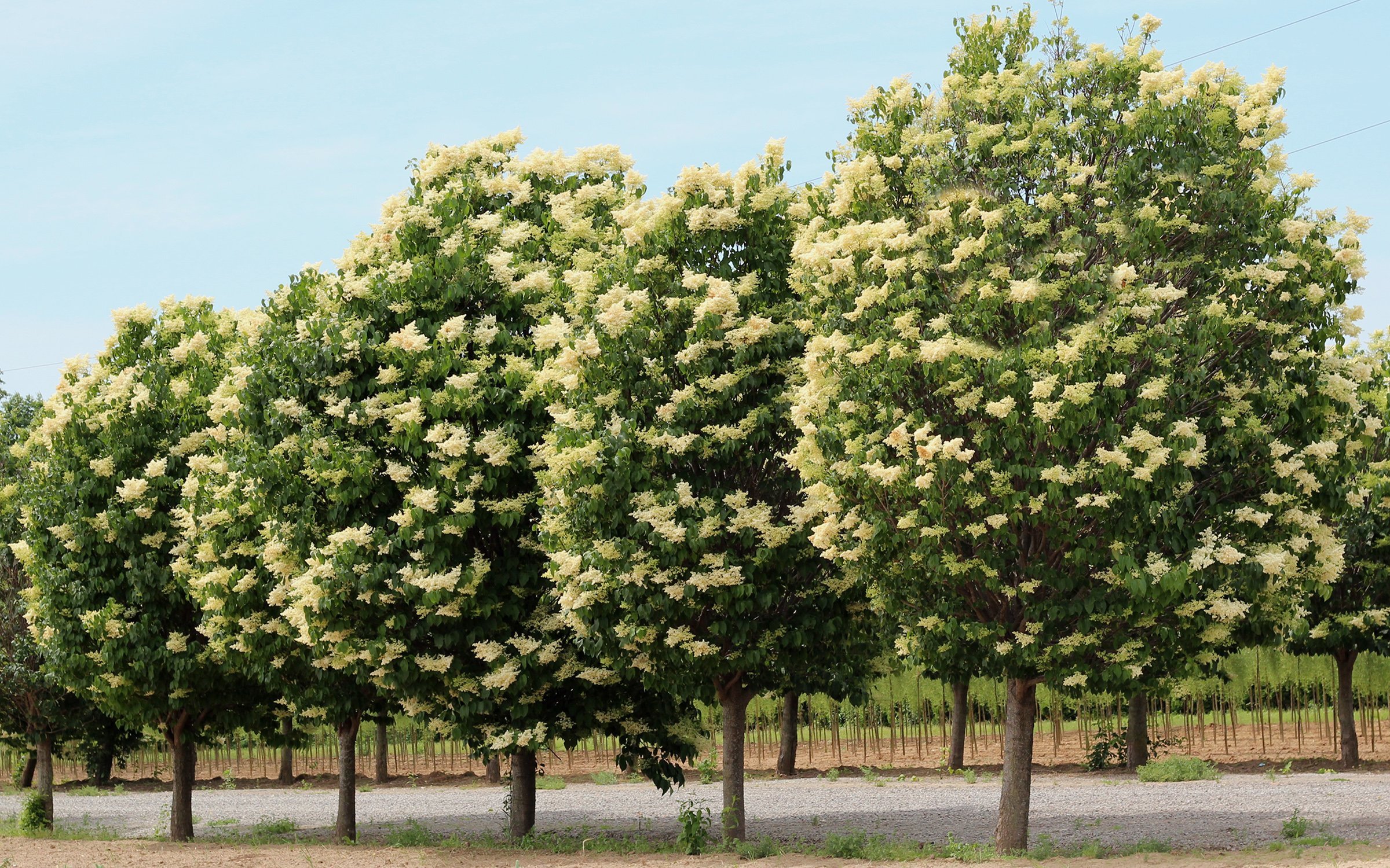 Lilac Ivory Silk 15gal