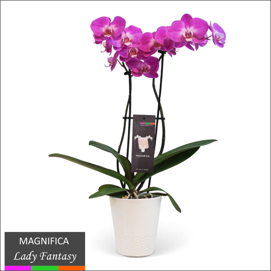 Magnifica Orchid - Double Spike in Ceramic Pot
