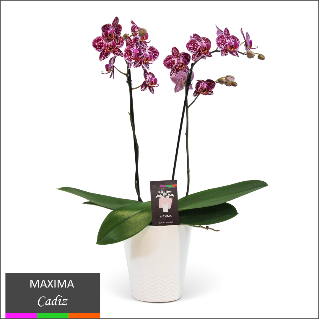 Maxima Orchid - Multi Spike in Ceramic Pot - Growers Choice