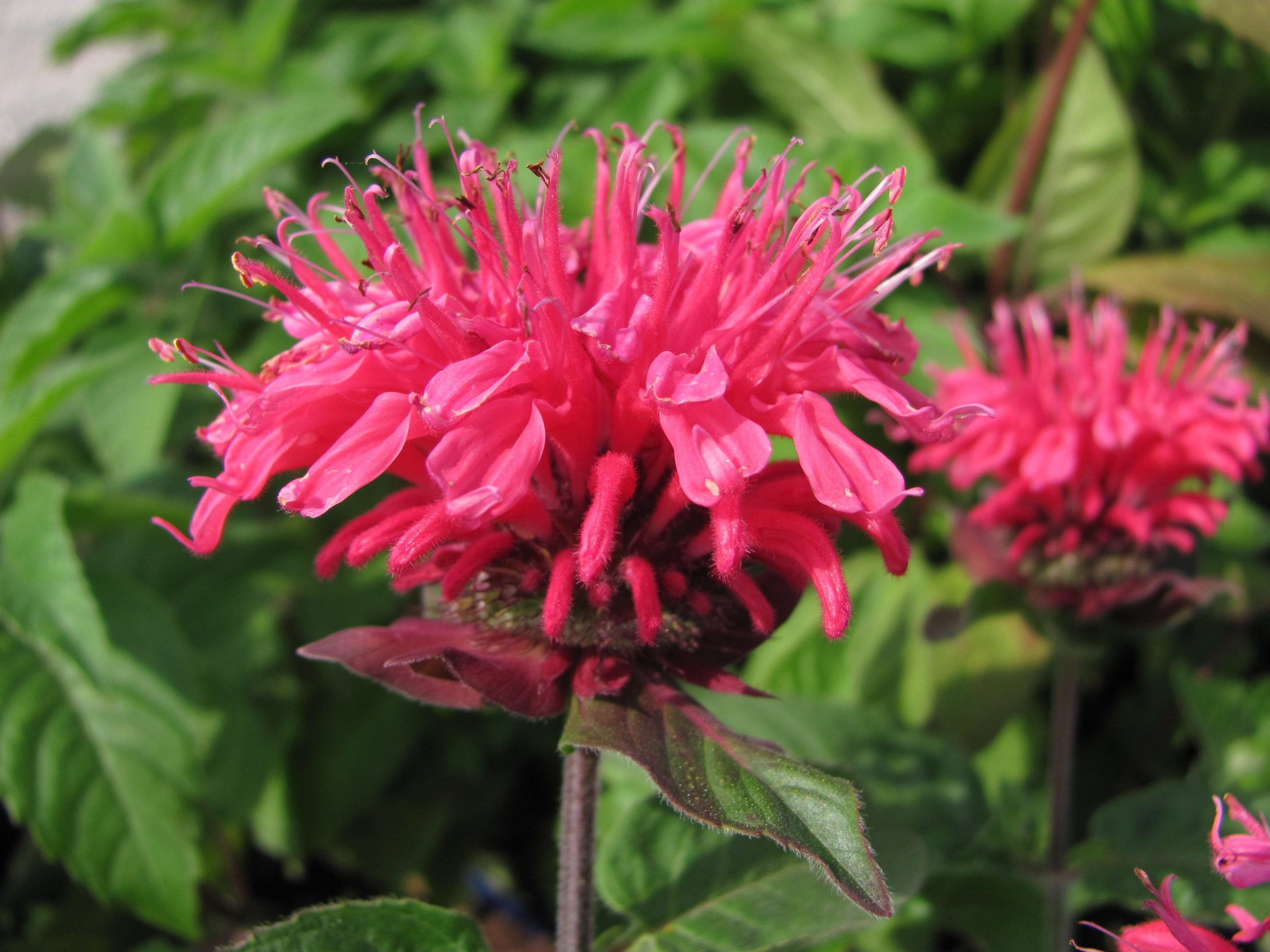 Monarda Pink 1gal AVAILABLE IN STORE ONLY
