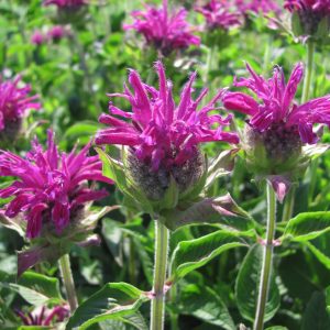 Monarda Beebalm purple 1gal