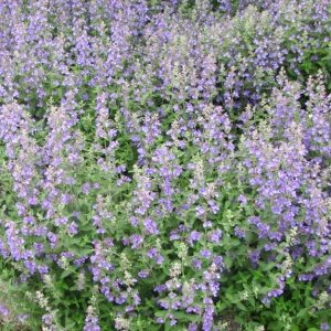 Nepeta Catmint 1gal