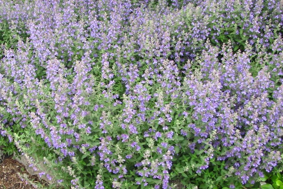 Nepeta Catmint 1gal
