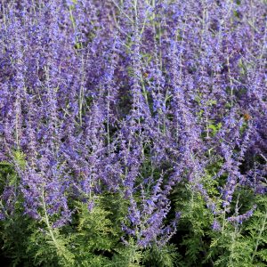 Perovskia Russian Sage 1gal