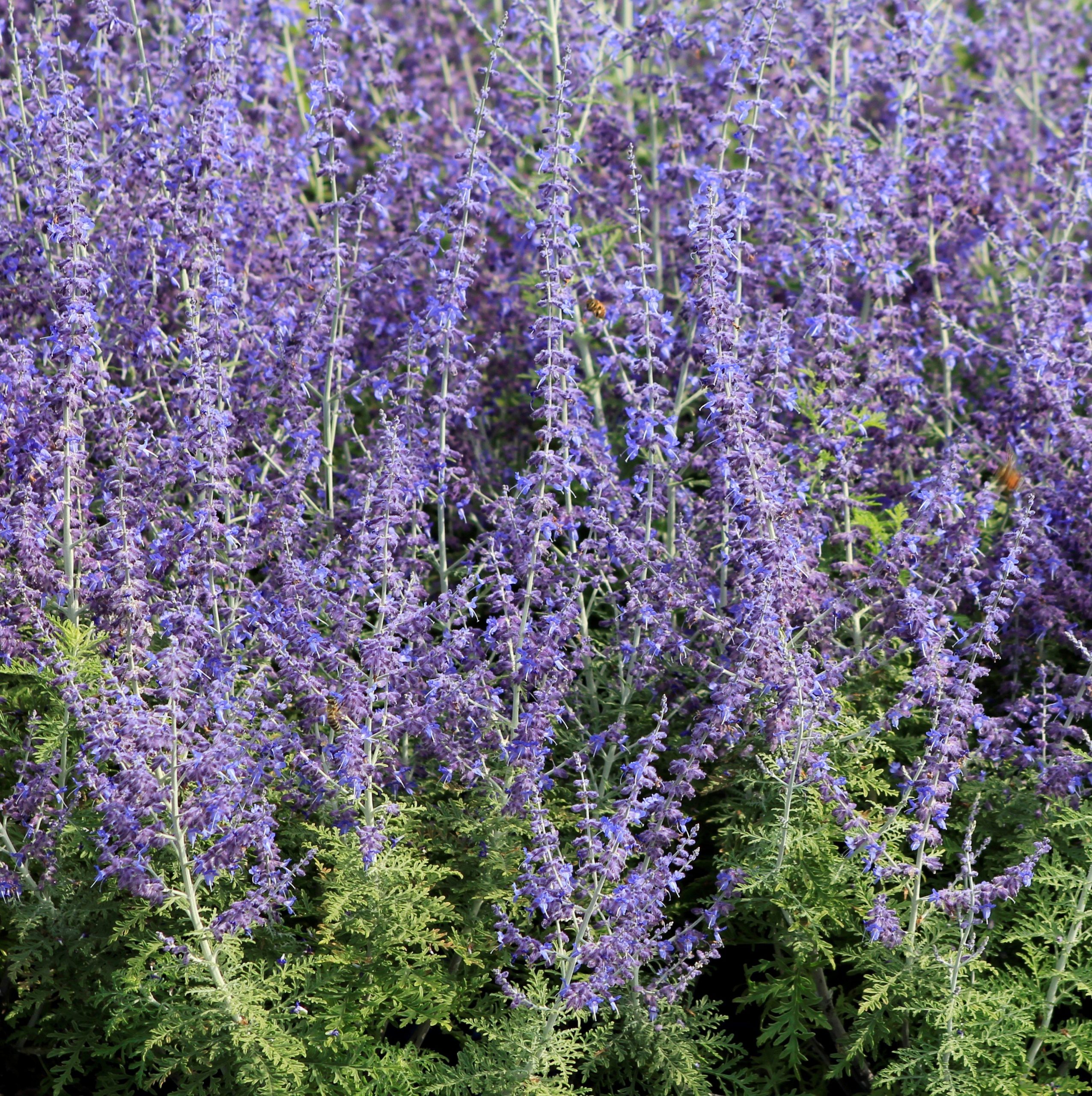 Perovskia Russian Sage 1gal