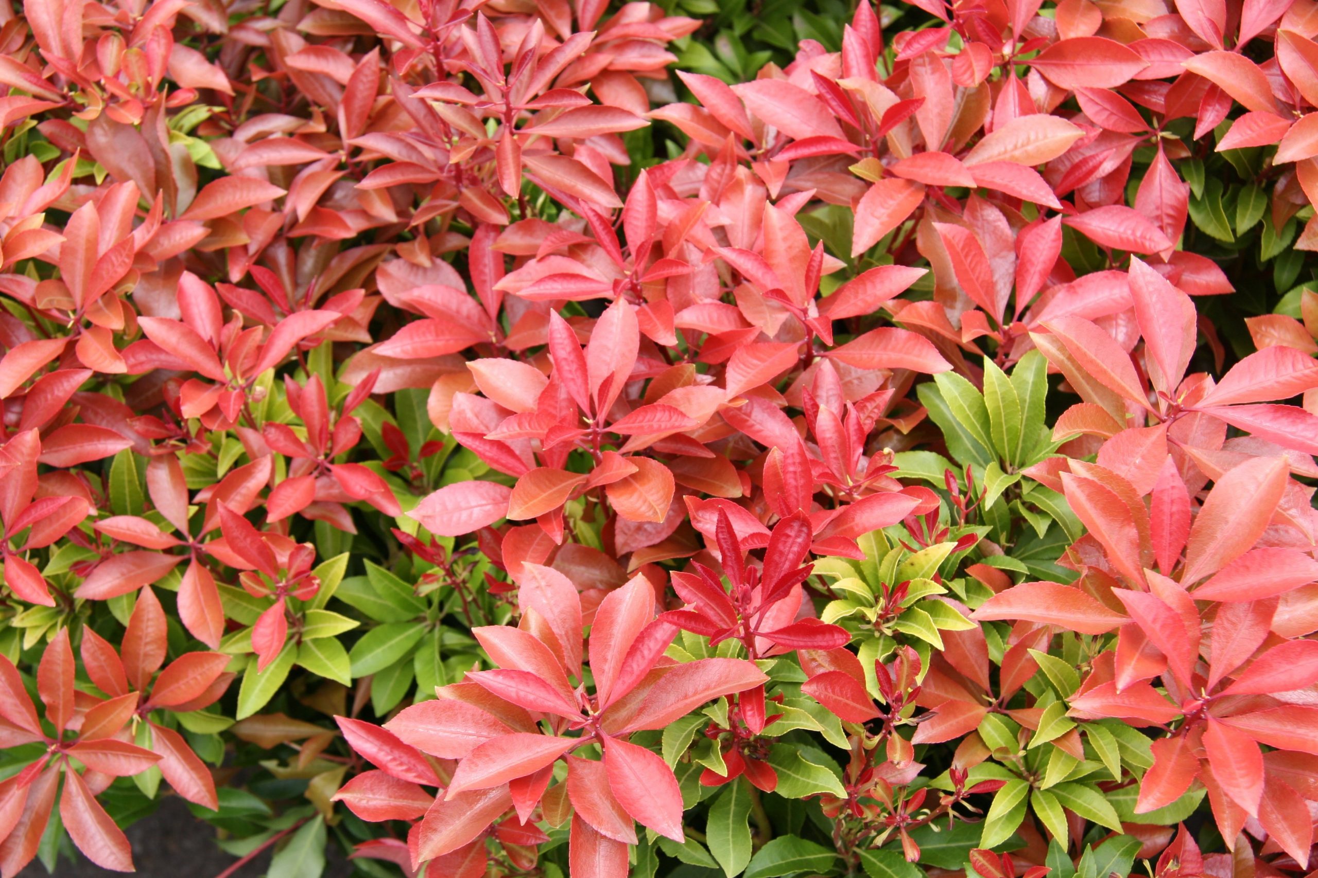 Pieris Mountain Fire 2gal SOLD OUT FOR THE SEASON