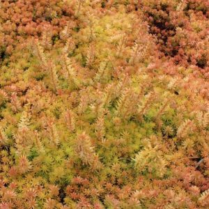 Sedum Angelina 1gal AVAILABLE IN STORE ONLY