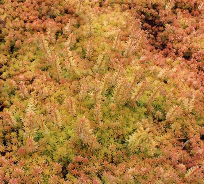 Sedum Angelina 1gal AVAILABLE IN STORE ONLY