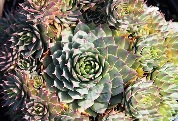 hens and chicks green blue