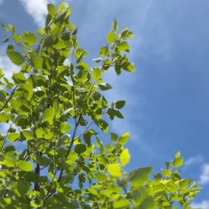 Birch Heritage Clump