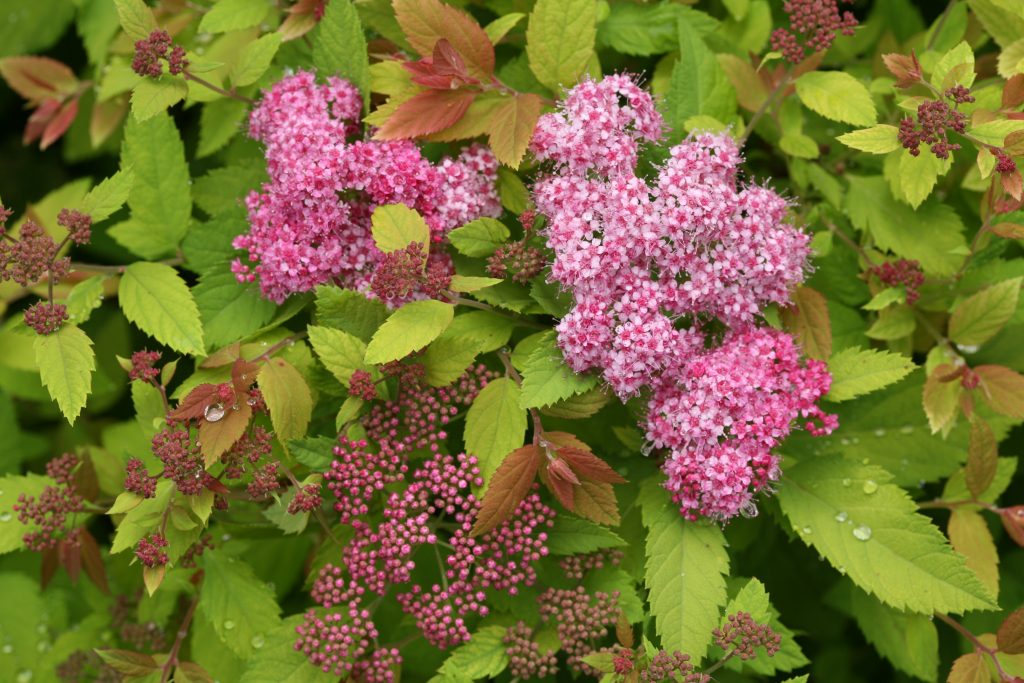 Spirea Big Bang 2 gal