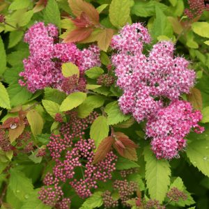 Spirea Big Bang 2 gal