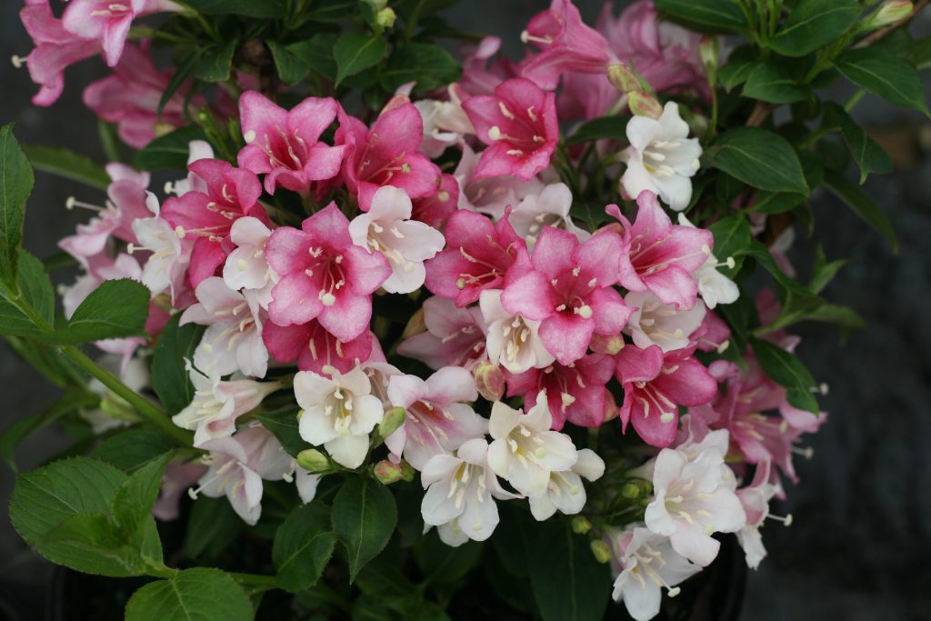 Weigela Czechmark Trilogy PW 2gal